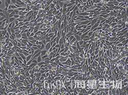 RKO细胞POLQ基因敲除株(CGKO-M2154)