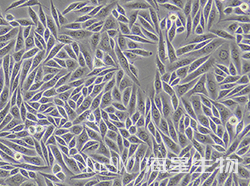 SiHa细胞human YTHDF3基因敲除株(CGKO-M2135)