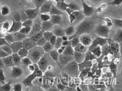 小鼠肺泡上皮细胞（MLE-12）