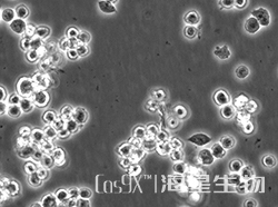 小鼠B细胞淋巴瘤细胞(A20)