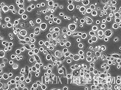 人胃癌细胞(NUGC-4)