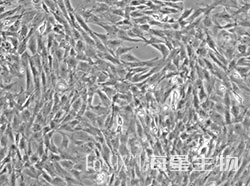 HyCyte®永生化SD大鼠脂肪间充质干细胞
