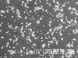 大鼠肺泡巨噬细胞(NR8383 )