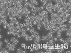 小鼠肥大细胞瘤细胞(P815)