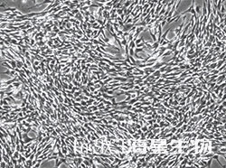 仓鼠肾成纤维细胞(BHK-21)