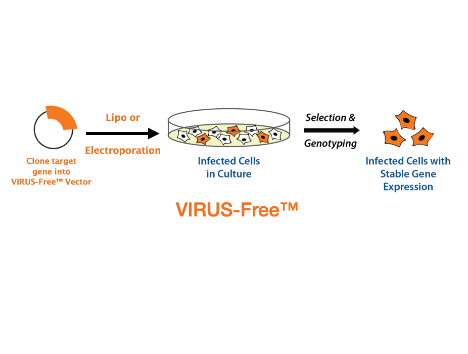 稳转构建 VIRUS-Free™