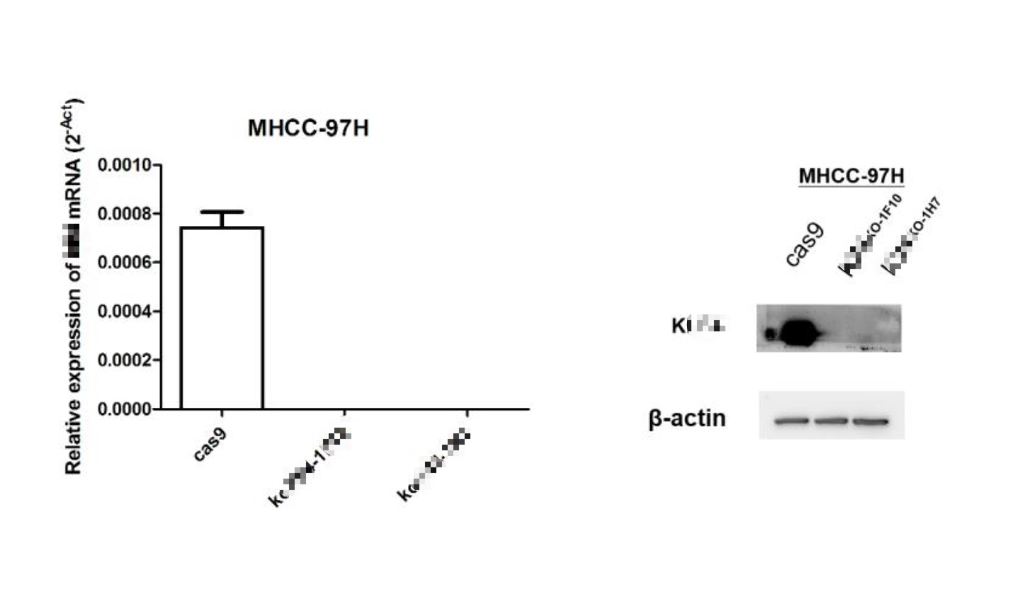 肝癌细胞 MHCC97-H 基因敲除