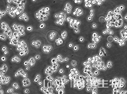 小鼠肺泡巨噬细胞（MH-S）