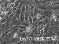 人肺鳞癌细胞(NCI-H596)