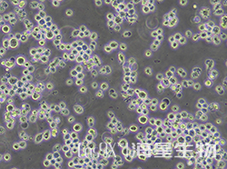 K562细胞human MYC基因敲除株(CGKO-M2128)