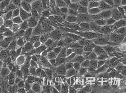 小鼠睾丸支持细胞(TM4)
