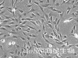永生化人脑微血管内皮细胞(HCMEC/D3)