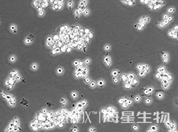 大鼠肺泡巨噬细胞(NR8383 )