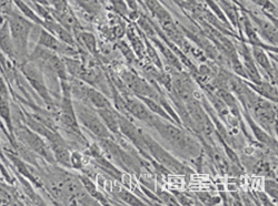 人胚肺细胞（MRC-5）