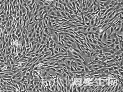 SD大鼠脂肪间充质干细胞