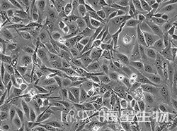 人胃黏膜细胞(GES-1)