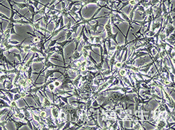 小鼠骨肉瘤细胞(K7M3)