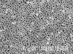 人非小细胞肺癌细胞（A549）