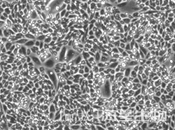 仓鼠卵巢细胞（CHO-K1）