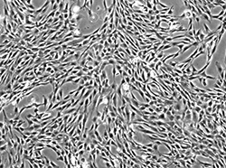 HyCyte® 永生化成人骨髓间充质干细胞