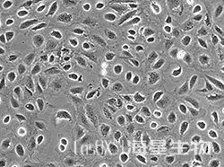 大鼠小肠隐窝上皮细胞(IEC-6)