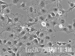 非洲绿猴SV40转化的肾细胞(cos7)