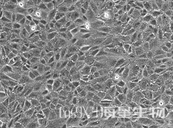 非洲绿猴肾细胞(CV-1)