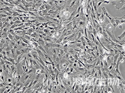 HyCyte®永生化SD大鼠骨髓间充质干细胞