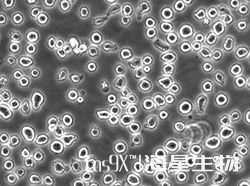人B细胞淋巴瘤细胞(U-2932)