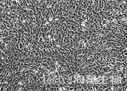 ICR 小鼠胚胎成纤维细胞(未灭活)（MEF）