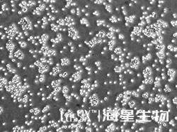 CHO-S细胞Glul基因敲除株(CGKO-M2186)
