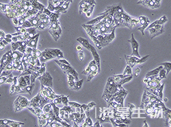 HepG2细胞hRNASEH1基因敲除株(CGKO-M2146)