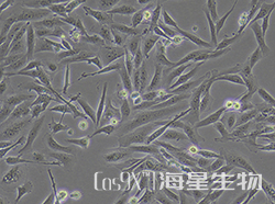 MDA-MB-231细胞 NAT10基因敲除株(CGKO-M2136)