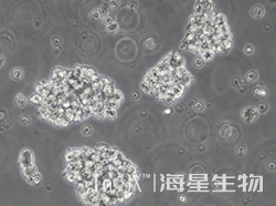 人T淋巴细胞白血病细胞（HuT 78）