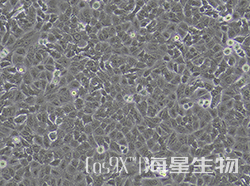 A549细胞Human EGFR基因敲除株(CGKO-M2122)