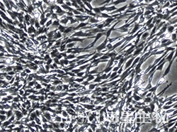 小鼠胚胎成纤维细胞（NIH-3T3）