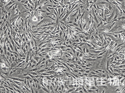 鸡胚成纤维细胞(UMNSAH/DF-1)