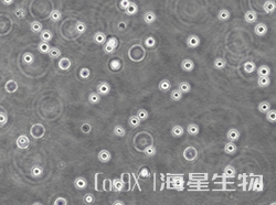 人组织细胞淋巴瘤细胞（U-937）