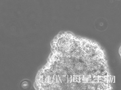 人T淋巴细胞白血病细胞(C8166-CD4)