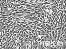 SD大鼠骨髓间充质干细胞