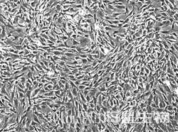 C57BL/6小鼠脂肪间充质干细胞