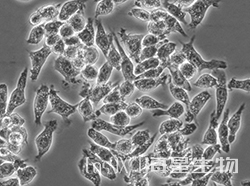 小鼠单核巨噬细胞白血病细胞(J774A.1)