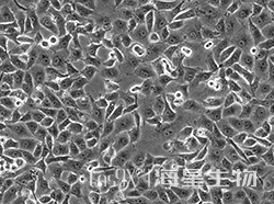 人胰腺癌细胞（PANC-1）