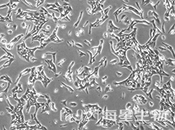 仓鼠肺细胞（V79）
