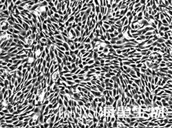 小鼠海马神经元细胞（HT22）