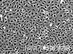 人肝星状细胞（LX-2）