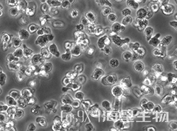 小鼠白血病细胞（C1498）