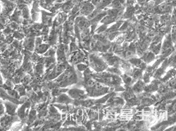 鼠小脑细胞(C8-D1A)