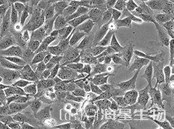 人正常前列腺基质永生化细胞(WPMY-1)