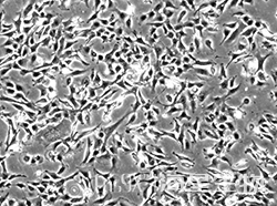 人小胶质细胞(HMC3 )